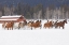 Picture of RODEO HORSES RUNNING DURING WINTER ROUNDUP-KALISPELL-MONTANA