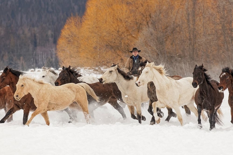 Picture of COWBOYS DURING WINTER ROUNDUP-KALISPELL-MONTANA