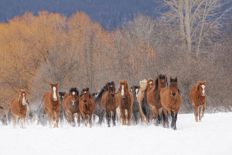 Picture of RODEO HORSES RUNNING DURING WINTER ROUNDUP-KALISPELL-MONTANA