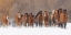 Picture of PANORAMIC VIEW OF RODEO HORSES RUNNING DURING WINTER ROUNDUP-KALISPELL-MONTANA