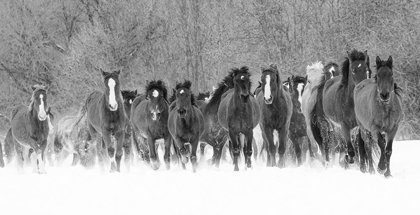 Picture of PANORAMIC VIEW OF RODEO HORSES RUNNING DURING WINTER ROUNDUP-KALISPELL-MONTANA