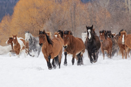 Picture of RODEO HORSES RUNNING DURING WINTER ROUNDUP-KALISPELL-MONTANA