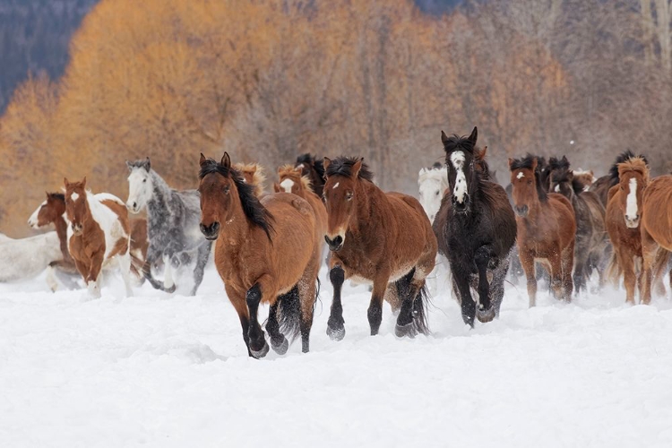 Picture of RODEO HORSES RUNNING DURING WINTER ROUNDUP-KALISPELL-MONTANA