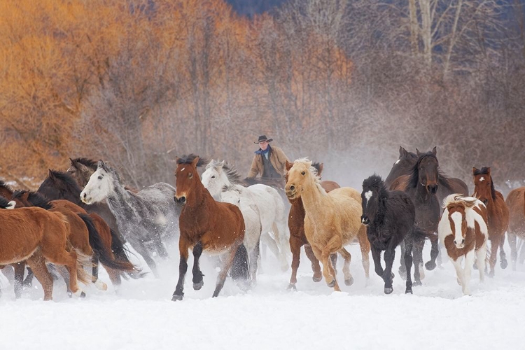 Picture of COWBOYS DURING WINTER ROUNDUP-KALISPELL-MONTANA