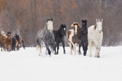 Picture of RODEO HORSES RUNNING DURING WINTER ROUNDUP-KALISPELL-MONTANA