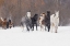 Picture of RODEO HORSES RUNNING DURING WINTER ROUNDUP-KALISPELL-MONTANA