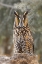 Picture of LONG-EARED OWL-ASIO OTUS-CONTROLLED SITUATION-MONTANA