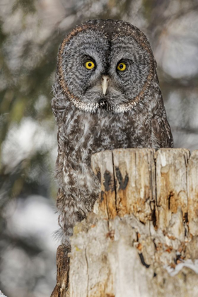 Picture of GREAT GREY OWL-STRIX NEBULOSA-CONTROLLED SITUATION