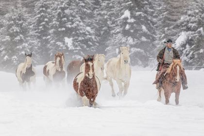 Picture of COWBOY DURING WINTER ROUNDUP-KALISPELL-MONTANA