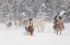 Picture of COWBOY DURING WINTER ROUNDUP-KALISPELL-MONTANA