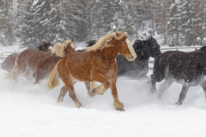 Picture of RODEO HORSES RUNNING DURING WINTER ROUNDUP-KALISPELL-MONTANA