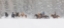 Picture of PANORAMIC VIEW OF COWBOYS DURING WINTER ROUNDUP-KALISPELL-MONTANA