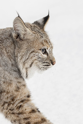 Picture of BOBCAT IN SNOW-LYNX RUFUS-CONTROLLED SITUATION-MONTANA
