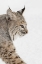 Picture of BOBCAT IN SNOW-LYNX RUFUS-CONTROLLED SITUATION-MONTANA