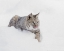 Picture of BOBCAT IN SNOW-LYNX RUFUS-CONTROLLED SITUATION-MONTANA