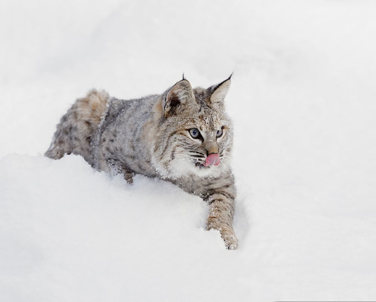 Picture of BOBCAT IN SNOW-LYNX RUFUS-CONTROLLED SITUATION-MONTANA