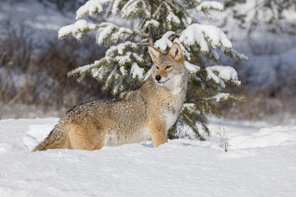 Picture of COYOTE IN DEEP WINTER SNOW-CANIS LATRANS-CONTROLLED SITUATION-MONTANA