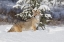 Picture of COYOTE IN DEEP WINTER SNOW-CANIS LATRANS-CONTROLLED SITUATION-MONTANA