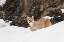Picture of COUGAR OR MOUNTAIN LION IN DEEP WINTER SNOW-PUMA CONCOLOR-CONTROLLED SITUATION