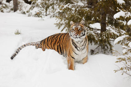 Picture of SIBERIAN TIGER IN DEEP WINTER SNOW-PANTHERA TIGRIS TIGRIS-CONTROLLED SITUATION-MONTANA