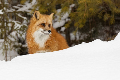 Picture of RED FOX IN DEEP WINTER SNOW-VULPES VULPES-CONTROLLED SITUATION-MONTANA
