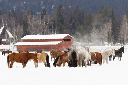 Picture of RODEO HORSES RUNNING DURING WINTER ROUNDUP-KALISPELL-MONTANA