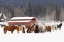 Picture of RODEO HORSES RUNNING DURING WINTER ROUNDUP-KALISPELL-MONTANA