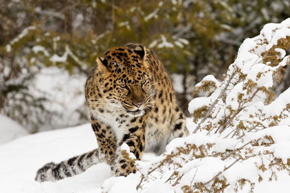 Picture of AMUR LEOPARD-PANTHERA PARDUS ORIENTALIS-CONTROLLED SITUATION