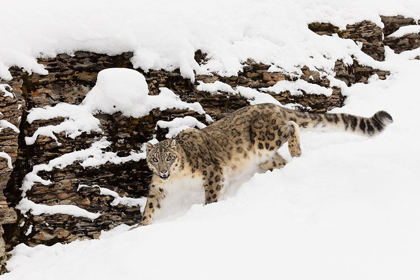 Picture of SNOW LEOPARD IN WINTER SNOW-PANTHERA UNCIA-CONTROLLED SITUATION