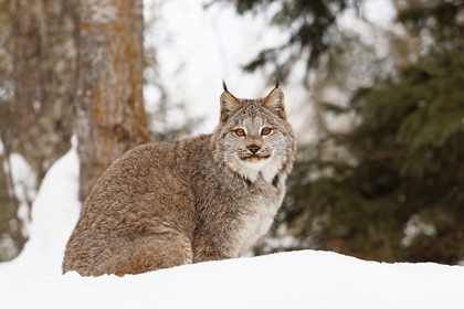 Picture of CANADA LYNX IN WINTER-LYNX CANADENSIS-CONTROLLED SITUATION