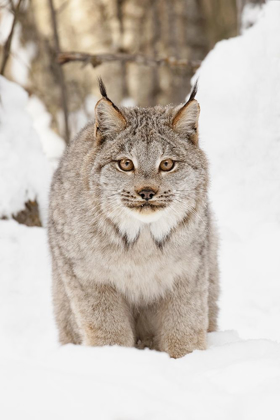 Picture of CANADA LYNX IN WINTER-LYNX CANADENSIS-CONTROLLED SITUATION