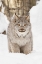Picture of CANADA LYNX IN WINTER-LYNX CANADENSIS-CONTROLLED SITUATION
