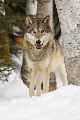 Picture of TUNDRA WOLF-CANIS LUPUS ALBUS-IN WINTER-CONTROLLED SITUATION-MONTANA