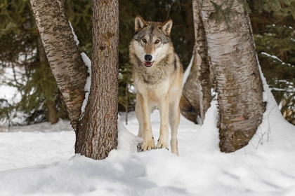 Picture of TUNDRA WOLF-CANIS LUPUS ALBUS-IN WINTER-CONTROLLED SITUATION-MONTANA
