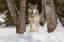 Picture of TUNDRA WOLF-CANIS LUPUS ALBUS-IN WINTER-CONTROLLED SITUATION-MONTANA