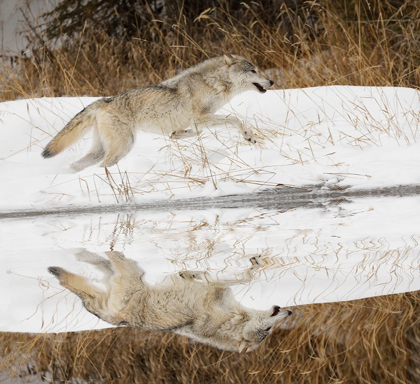 Picture of TUNDRA WOLF RUNNING-CANIS LUPUS ALBUS-IN WINTER-CONTROLLED SITUATION-MONTANA