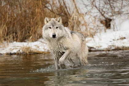 Picture of TUNDRA WOLF-CANIS LUPUS ALBUS-IN WINTER-CONTROLLED SITUATION-MONTANA