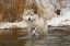 Picture of TUNDRA WOLF-CANIS LUPUS ALBUS-IN WINTER-CONTROLLED SITUATION-MONTANA
