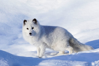 Picture of ARCTIC FOX IN WINTER-VULPES LAGOPUS-CONTROLLED SITUATION