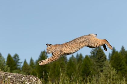 Picture of BOBCAT JUMPING-LYNX RUFUS CAPTIVE