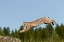 Picture of BOBCAT JUMPING-LYNX RUFUS CAPTIVE