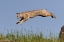 Picture of BOBCAT JUMPING-LYNX RUFUS CAPTIVE