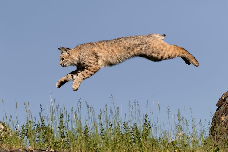 Picture of BOBCAT JUMPING-LYNX RUFUS CAPTIVE