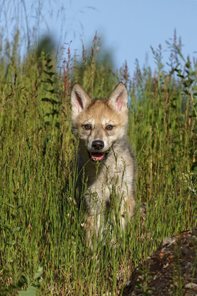 Picture of WOLF PUP-CANIS LUPUS-CAPTIVE