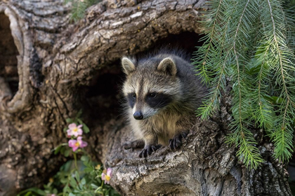 Picture of NORTH AMERICAN RACCOON-IN HOLLOW LOG-PROCYON LOTOR-MONTANA
