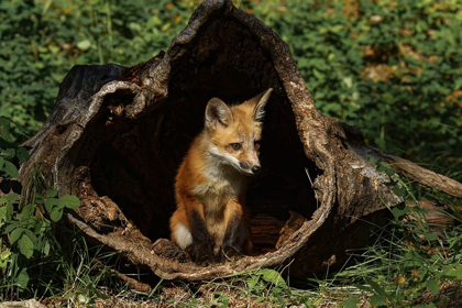 Picture of RED FOX KIT-VULPES VULPES CAPTIVE