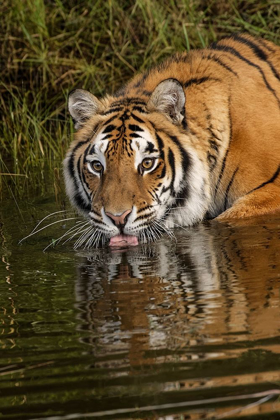 Picture of SIBERIAN TIGER REFLECTION WHILE DRINKING-PANTHERA TIGRIS ALTAIC CAPTIVE