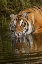 Picture of SIBERIAN TIGER REFLECTION WHILE DRINKING-PANTHERA TIGRIS ALTAIC CAPTIVE