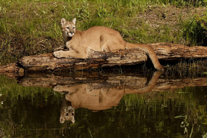 Picture of MOUNTAIN LION AND REFLECTION ON POND-KALISPELL-MONTANA CONTROLLED SITUATION PUMA CONCOLOR