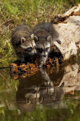Picture of NORTH AMERICAN RACCOON-AND REFLECTION ON POND-PROCYON LOTOR-MONTANA